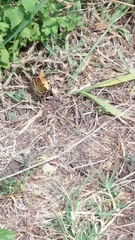 Anthanassa drusilla lelex