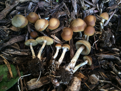 Psilocybe ovoideocystidiata