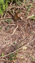 Anthanassa drusilla lelex