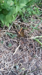 Anthanassa drusilla lelex