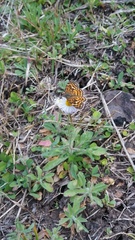 Anthanassa drusilla lelex