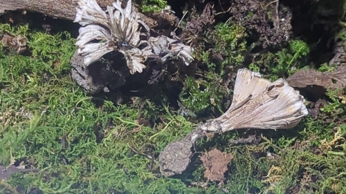 Stereopsis radicans observed 2023-08-27