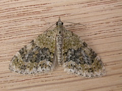 Acasis viretata