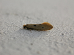 Tinea trinotella