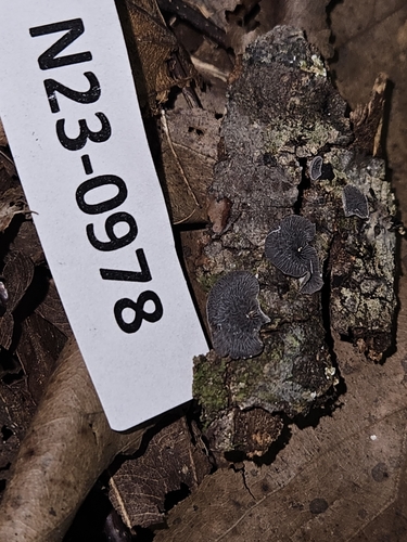 Resupinatus trichotis