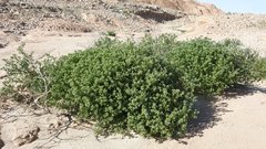 Cryptantha maritima maritima