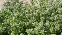 Cryptantha maritima maritima