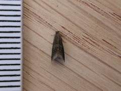 Strophedra weirana