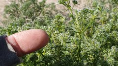 Cryptantha maritima maritima