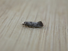 Swammerdamia pyrella