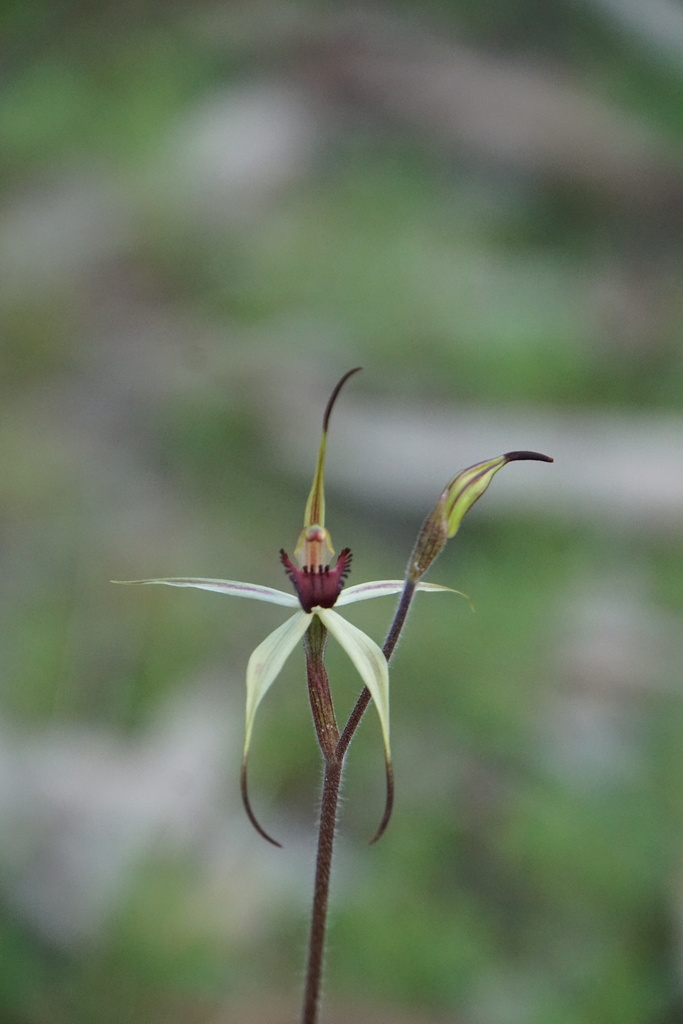 Caladenia colorata