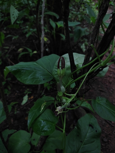Image of Ceropegia vincifolia by (c) Meehir Pawar, some rights reserved (CC BY-SA)