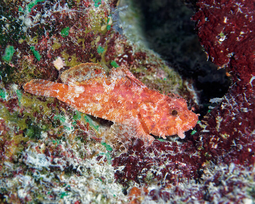 Iracundus signifer, 2023-08-26