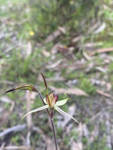 Image of Caladenia colorata by (c) John Van Den Nouwelant, some rights reserved (CC BY)