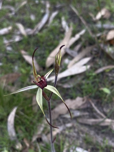Image of Caladenia colorata by (c) John Van Den Nouwelant, some rights reserved (CC BY)