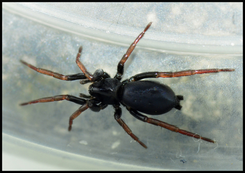 Yellow-legged Zipper Spider