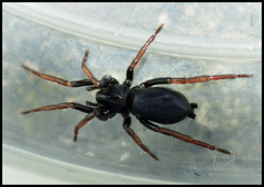 Trachyzelotes pedestris