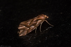 Clytoscopa iorrhoda