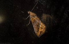 Plusiodonta arctipennis