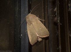Leucania abdominalis