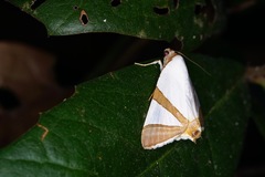 Eulepidotis rectimargo