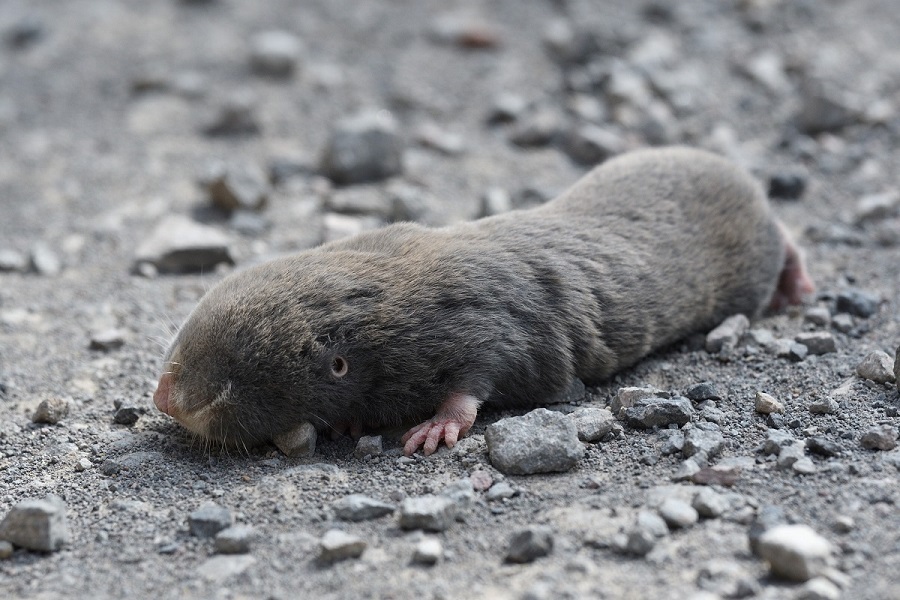 Anatolian Blind Mole Rate