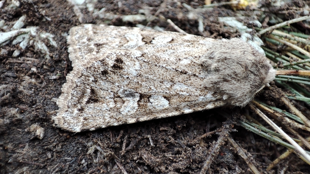 Pseudohadena argyllostigma