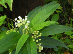 Asclepias nivea