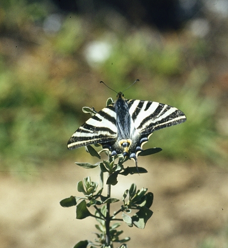 Iberian Scarce Swallowtail photo 5