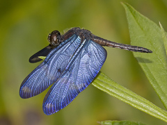 Zenithoptera lanei