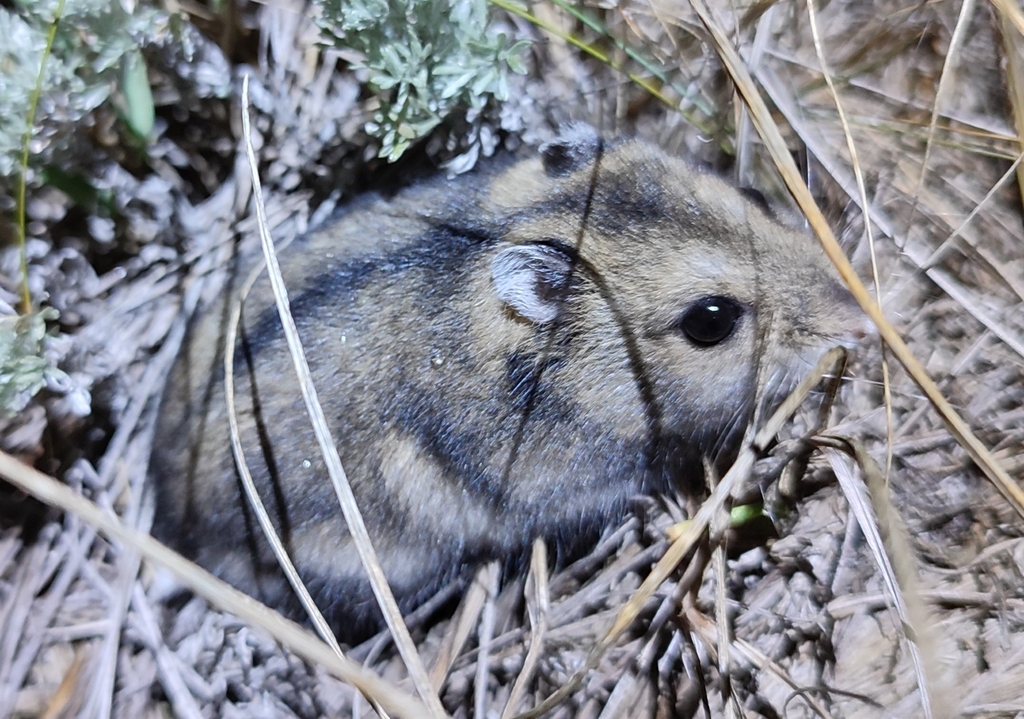 Striped Desert Hamster