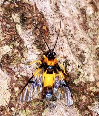 Abrochia