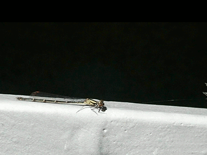 Red Damselfly photo 3