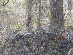 Zonotrichia albicollis