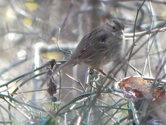 Zonotrichia albicollis