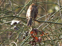 Zonotrichia albicollis