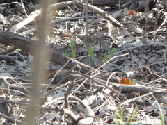 Zonotrichia albicollis