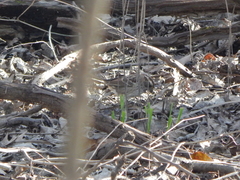 Zonotrichia albicollis