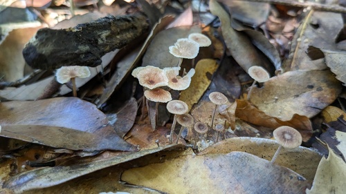 Collybiopsis biformis