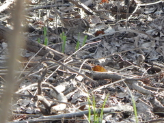 Zonotrichia albicollis