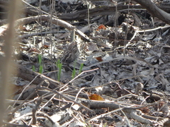 Zonotrichia albicollis