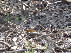 Zonotrichia albicollis