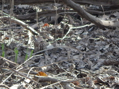 Zonotrichia albicollis