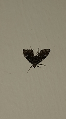 Musotima nitidalis