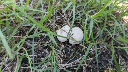 Lycoperdon dermoxanthum