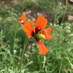 Papaver heterophyllum