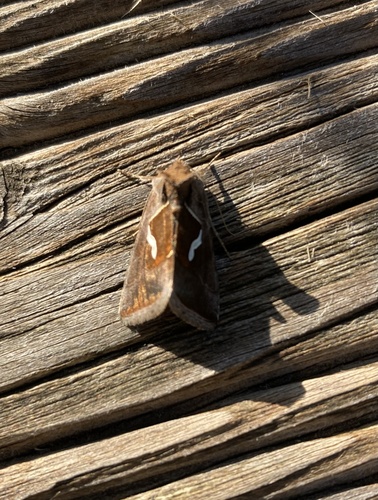 Macdunnoughia confusa