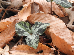 Trillium maculatum