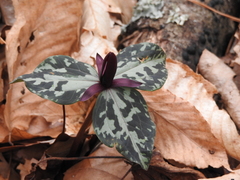 Trillium maculatum