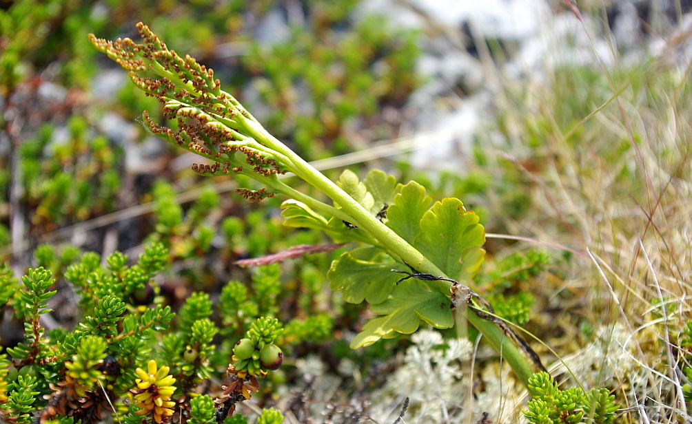 Botrychium boreale